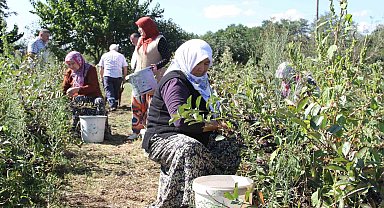 Küçük taneli büyük şifa: Aronya hasadı başladı