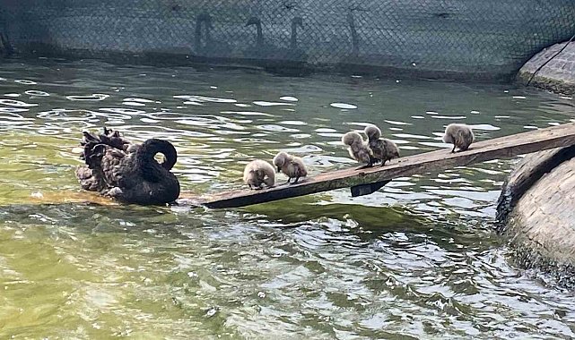 Kuğulu Park'ın 5 yavru kuğusu ziyaretçilerin gözdesi oldu