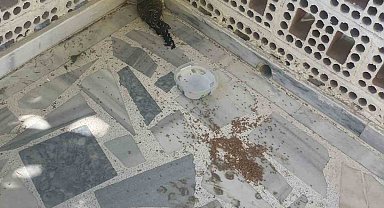 Kulu'da yaralı ebabil kuşuna şefkat eli