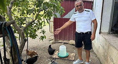 Kümese giren sokak köpekleri 70 tavuğu telef etti