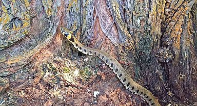 Küpeli su yılanı Tercan'da görüntülendi