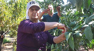 Kuraklığın rekolteyi etkilediği erkenci mandalina, tarladan 30 TL ile 40 TL arasından alıcı buluyor