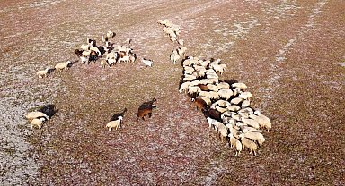 Kuraklığın vahim tablosu: Kuruyan baraj havzasında hayvanlar otlatılıyor