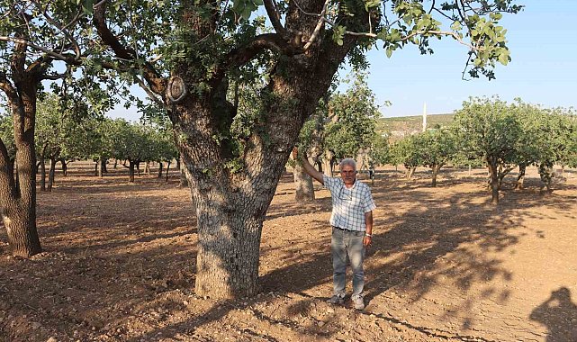 Kuraklığın vurduğu yüzlerce yıllık anıt fıstık ağaçları kuruma tehlikesi yaşıyor