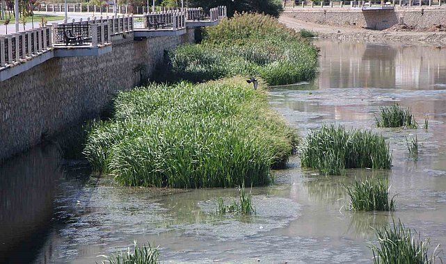 Kuraklık Yeşilırmak'ı vurdu: 'Yağdır Mevlâm su'