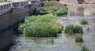 Kuraklık Yeşilırmak'ı vurdu: 'Yağdır Mevlâm su'