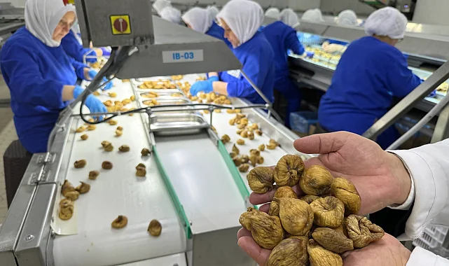Kuru incir ihracatı 350 milyon doları aştı... İhracat için ilk gemiye hazırlanılıyor