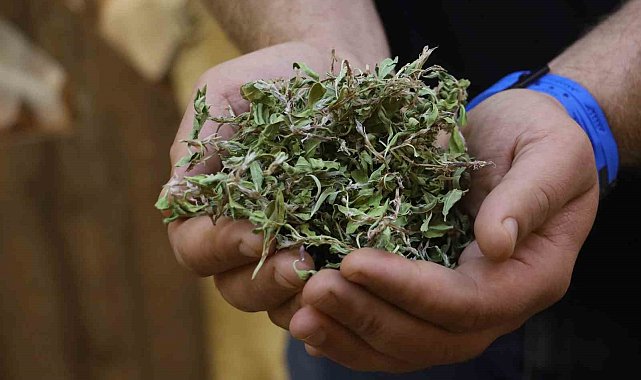 Kurusunun 100 gramı ile bir öğünlük yemek pişiyor