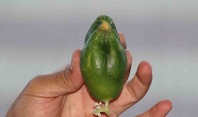 Kuş cennetinde 'salatalık' da kuşa benzedi