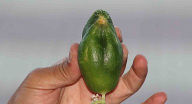 Kuş cennetinde 'salatalık' da kuşa benzedi