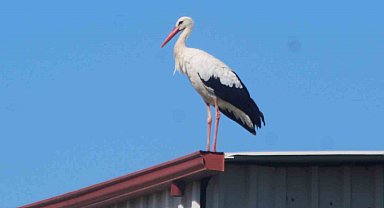 Kuşadası'na ilk defa leylek geldi