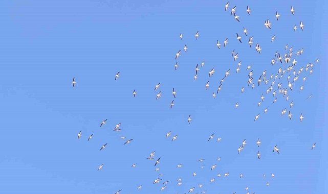 Kuşların dans şeklindeki gösterisi görenleri mest etti