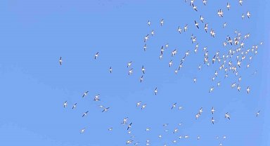 Kuşların dans şeklindeki gösterisi görenleri mest etti