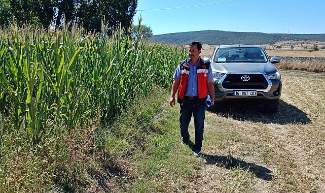 Kütahya'da silajlık mısır kontrolleri