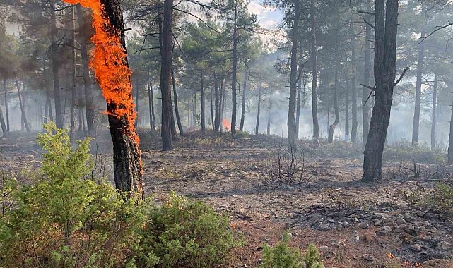 Kütahya'da yıldırım, orman yangınına neden oldu: 8 dekar alan zarar gördü