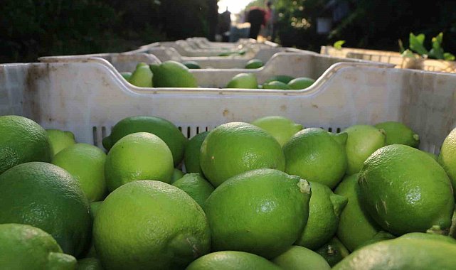 Limon hasadı 25 ve 27 Eylül tarihlerinde başladı