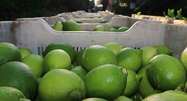 Limon hasadı 25 ve 27 Eylül tarihlerinde başladı
