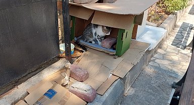 Mahalleli ve cami cemaatinin baktığı kedilerin evlerini çöpe attılar