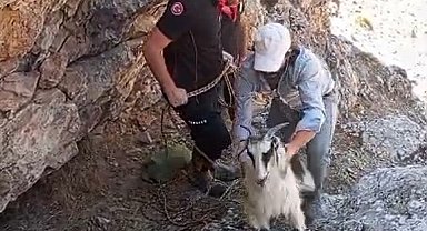 Malatya'da dağlık alanda mahsur kalan keçiler kurtarıldı