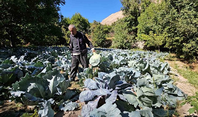 Malatya'da Gökyar lahanasında hasat zamanı