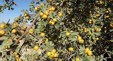 Malatya'da şifa deposu alıçta hasat zamanı