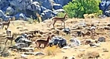 Malatya'da sürü halindeki yaban keçileri görüntülendi