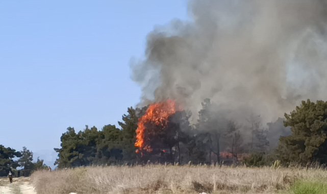 Manavgat'ta arazide başlayan yangın ormanlık alana sıçradı