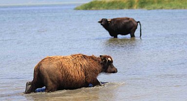 Manda sayısı son 5 yılda yüzde 16 azaldı
