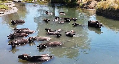 Manda sayısı son 5 yılda yüzde 16 azaldı