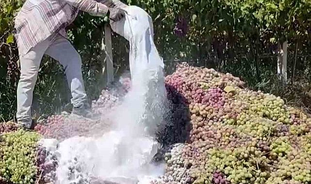 Manisa'da yasaklı ilaç kullanılan 6 ton üzüm imha edildi