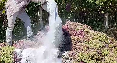 Manisa'da yasaklı ilaç kullanılan 6 ton üzüm imha edildi