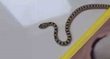 Mardin'de apartmanın 8'inci katında yılan paniği