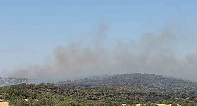 Mardin'de yangına müdahale eden ekipler kaplumbağalara su verdi