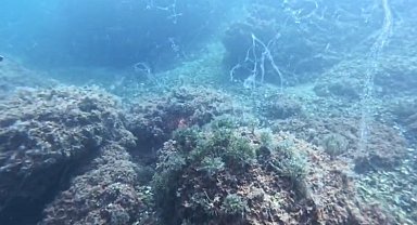 Marmara Denizi'nde yeni müsilaj alarmı