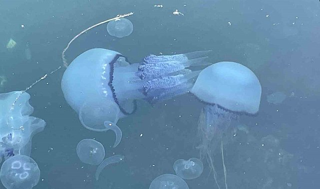 Marmara'da 'bitti' denilen müsilaj kabusu tekrar hortladı