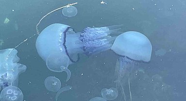 Marmara'da 'bitti' denilen müsilaj kabusu tekrar hortladı