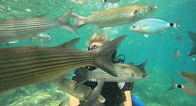 Marmaris'te dalış turizmine yoğun ilgi