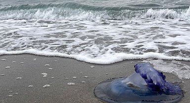 Mavi denizanaları sahile vurdu, görenler şaşırdı