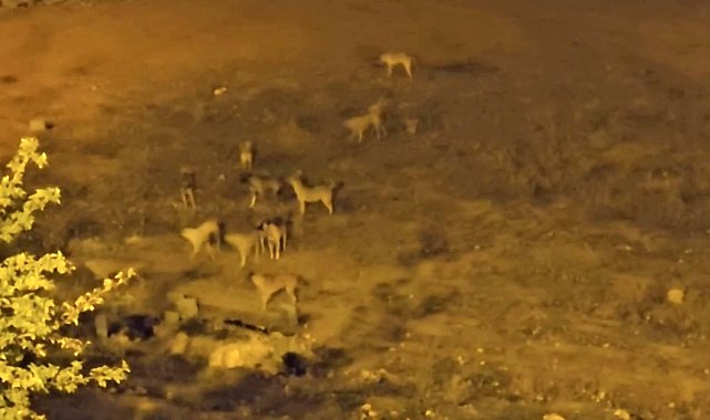 Mazıdağı'nda sokak köpekleri, vatandaşların korkulu rüyası oldu
