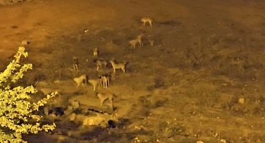 Mazıdağı'nda sokak köpekleri, vatandaşların korkulu rüyası oldu