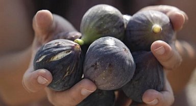 Mersin'de incir fidanları meyve vermeye başladı