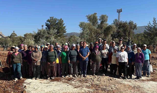 Milas'ta 151 zeytin ağacı doğal saksı yöntemiyle yeni yerlerine taşındı