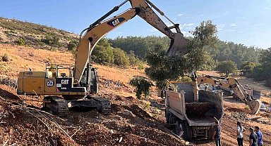 Milas'ta zeytin ağaçları taşınarak yaşatılıyor