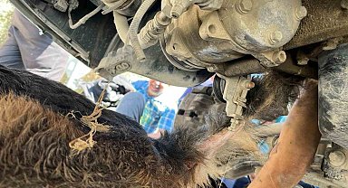 Minibüsün altında sıkışıp mahsur kalan köpeği itfaiye kurtardı