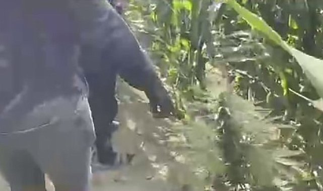 Mısır tarlasına ekilen uyuşturucuyu jandarma ele geçirdi: 1 tutuklama