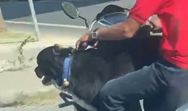 Motosiklet üzerinde köpekle ilerledi: Bakırköy'de tehlikeli yolculuk kamerada