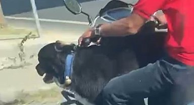 Motosiklet üzerinde köpekle ilerledi: Bakırköy'de tehlikeli yolculuk kamerada