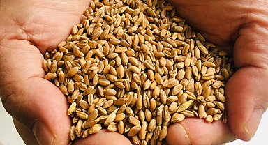 Muğla Milas'ta üreticilere karakılçık buğday tohumu