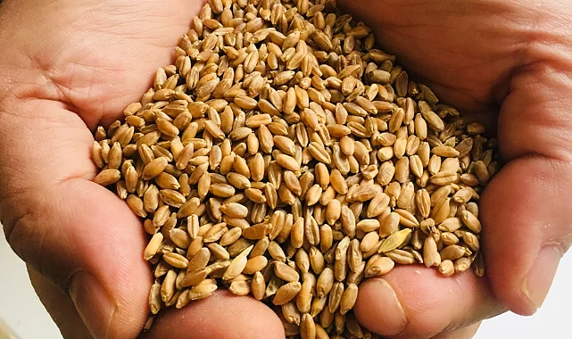 Muğla Milas'ta üreticilere karakılçık buğday tohumu