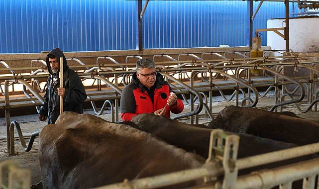 Muğla'da 240 bin hayvan şap aşısı olacak